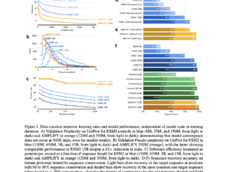 AMPLIFY: Leveraging Data Quality Over Scale for Efficient Protein Language Model Development