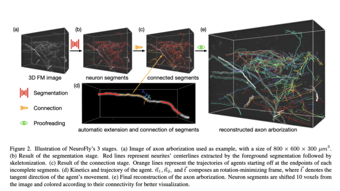 NeuroFly: An AI Framework for Whole-Brain Single Neuron Reconstruction