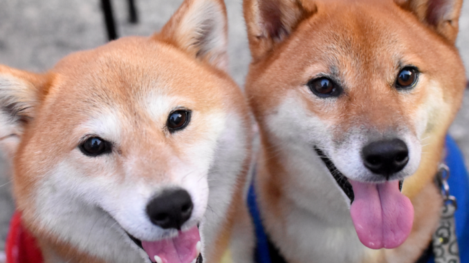 Dogecoin Price Climbs as Shiba Inu Spikes to 8-Month High